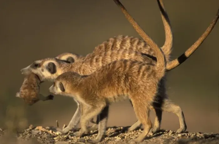 Framed Print : Africa, Namibia, Keetmanshoop, Meerkat (Suricate suricatta) carries infant in her
