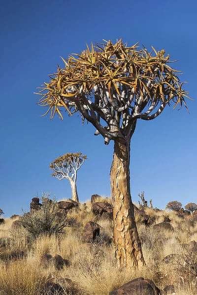 Africa, Namibia, Keetmanshoop, Quiver Tree Forest, (Aloe dichotoma), Kokerbooms