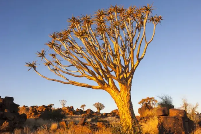 Framed Print : Africa, Namibia, Keetmanshoop, Quiver Tree Forest, (Aloe dichotoma), Kokerbooms Framed Print : Africa, Namibia, Keetmanshoop, Quiver Tree Forest, (Aloe dichotoma), Kokerbooms