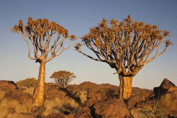 Framed Print : Africa, Namibia, Keetmanshoop, Quiver Tree Forest, (Aloe dichotoma), Kokerbooms