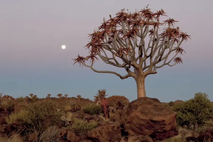 Framed Print : Africa, Namibia, Keetmanshoop, Quiver Tree Forest, (Aloe dichotoma), Kokerbooms