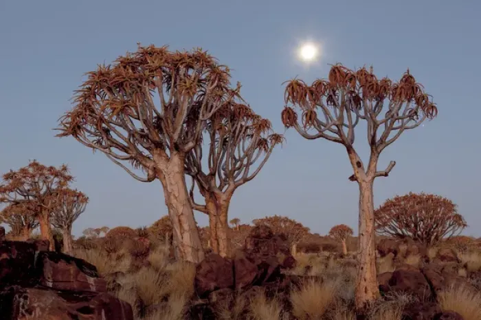 Framed Print : Africa, Namibia, Keetmanshoop, Quiver Tree Forest, (Aloe dichotoma), Kokerbooms
