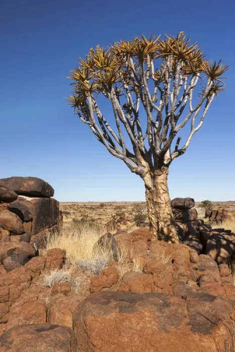 Framed Print : Africa, Namibia, Keetmanshoop, Quiver Tree Forest, (Aloe dichotoma), Kokerbooms Framed Print : Africa, Namibia, Keetmanshoop, Quiver Tree Forest, (Aloe dichotoma), Kokerbooms