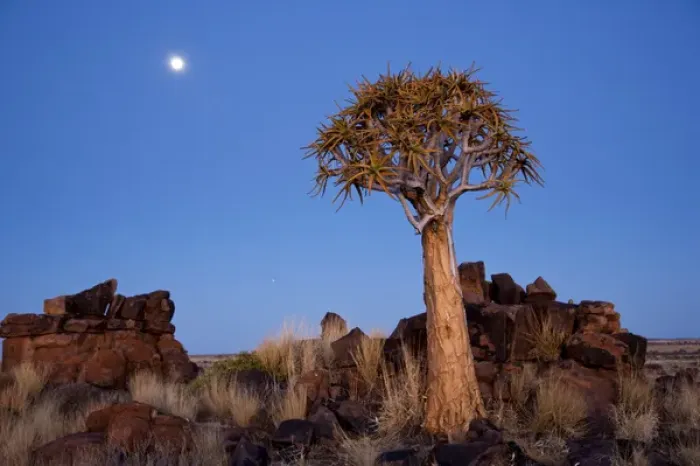 Framed Print : Africa, Namibia, Keetmanshoop, Quiver Tree Forest, (Aloe dichotoma), Kokerbooms Framed Print : Africa, Namibia, Keetmanshoop, Quiver Tree Forest, (Aloe dichotoma), Kokerbooms