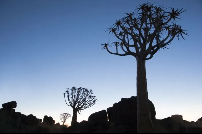 Framed Print : Africa, Namibia, Keetmanshoop, Quiver Tree Forest, (Aloe dichotoma), Kokerbooms Framed Print : Africa, Namibia, Keetmanshoop, Quiver Tree Forest, (Aloe dichotoma), Kokerbooms