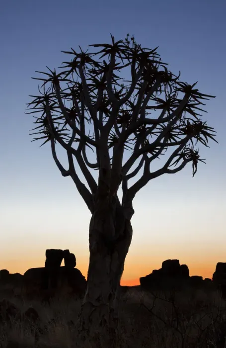 Framed Print : Africa, Namibia, Keetmanshoop, Quiver Tree Forest, (Aloe dichotoma), Kokerbooms Framed Print : Africa, Namibia, Keetmanshoop, Quiver Tree Forest, (Aloe dichotoma), Kokerbooms