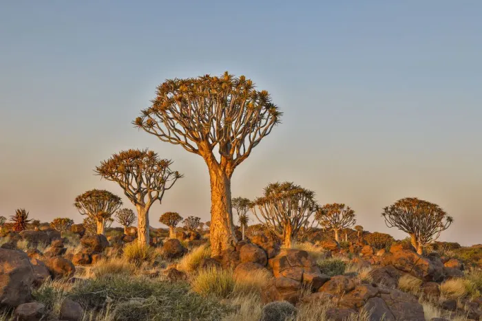 Framed Print : Africa, Namibia, Keetmanshoop, Quiver tree Forest at the Quiver tree Forest Rest Camp
