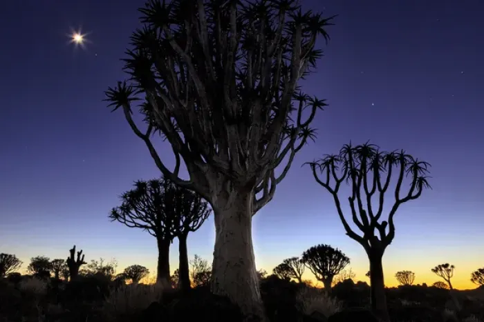 Framed Print : Africa, Namibia, Keetmanshoop. Quivertree Forest at sunrise