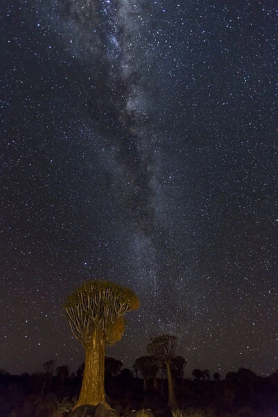 Africa, Namibia, Keetmanshoop. Quivertrees and Milky Way