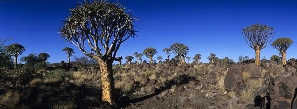 Africa, Namibia, Keetmanshoop, Setting sun lights Quiver Tree (Aloe dichotoma) in Kokerboomwoud