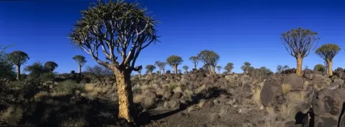 Framed Print : Africa, Namibia, Keetmanshoop, Setting sun lights Quiver Tree (Aloe dichotoma) in Kokerboomwoud Framed Print : Africa, Namibia, Keetmanshoop, Setting sun lights Quiver Tree (Aloe dichotoma) in Kokerboomwoud