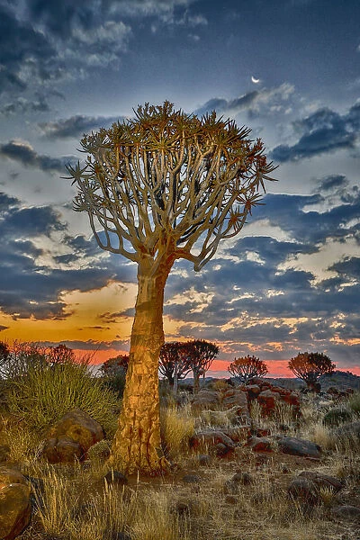 Africa, Namibia, Keetmanshoop. Sunset in the Quiver tree Forest at the Quiver tree