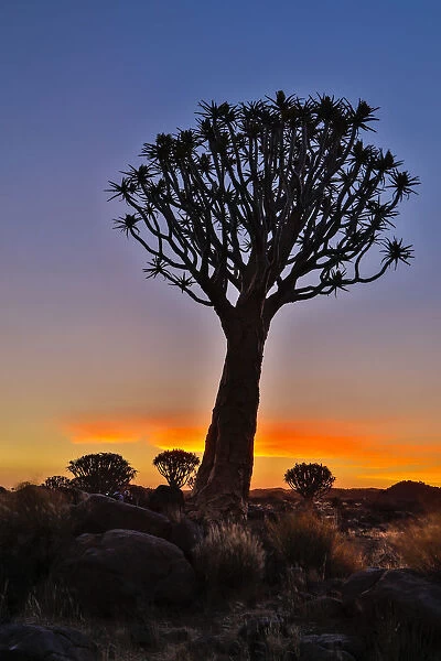 Africa, Namibia, Keetmanshoop, sunset at the Quiver tree Forest at the Quiver tree