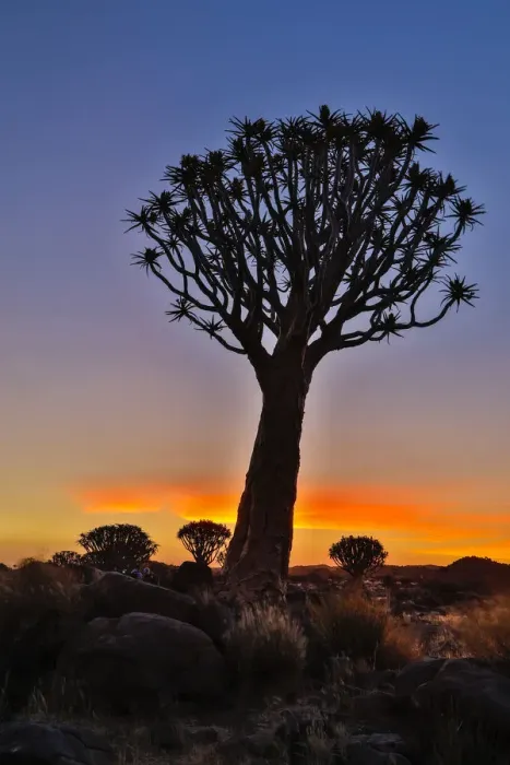 Framed Print : Africa, Namibia, Keetmanshoop, sunset at the Quiver tree Forest at the Quiver tree