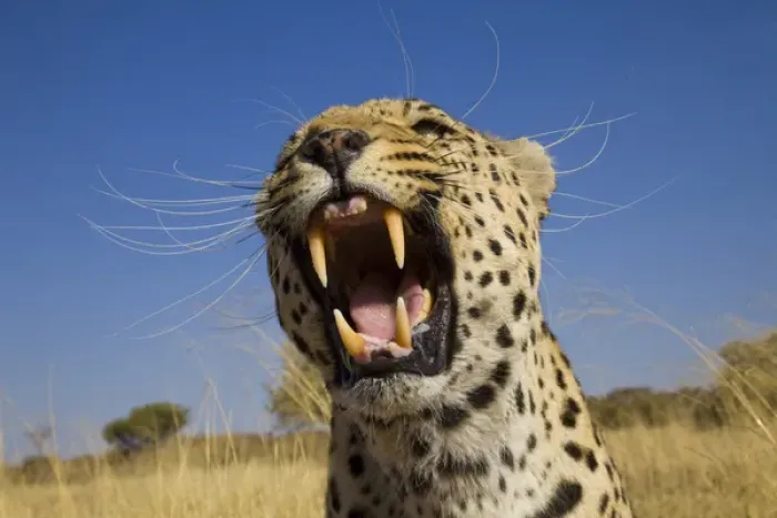 Framed Print : Africa, Namibia. Leopard snarling. Credit as: Jim Zuckerman / Jaynes Gallery / DanitaDelimont Framed Print : Africa, Namibia. Leopard snarling. Credit as: Jim Zuckerman / Jaynes Gallery / DanitaDelimont