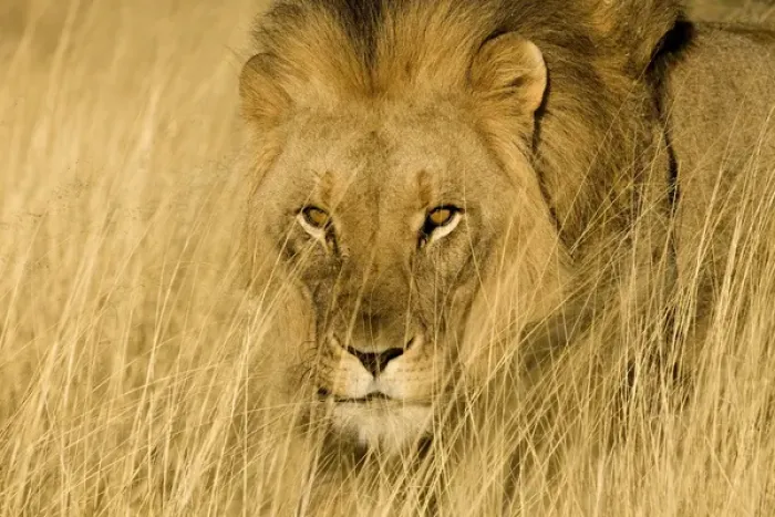 Framed Print : Africa, Namibia. Male lion in dry grass. Credit as: Jim Zuckerman / Jaynes Gallery / DanitaDelimont Framed Print : Africa, Namibia. Male lion in dry grass. Credit as: Jim Zuckerman / Jaynes Gallery / DanitaDelimont