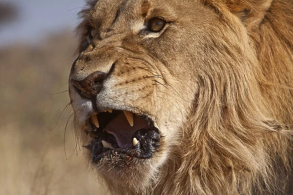 Africa, Namibia. Male lion, Namibia Credit as: Jim Zuckerman  /  Jaynes Gallery  /  DanitaDelimont