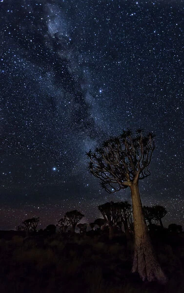Africa, Namibia. Milky Way and quiver trees at night