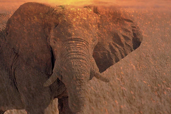 Africa, Namibia. Montage of elephant at sunrise