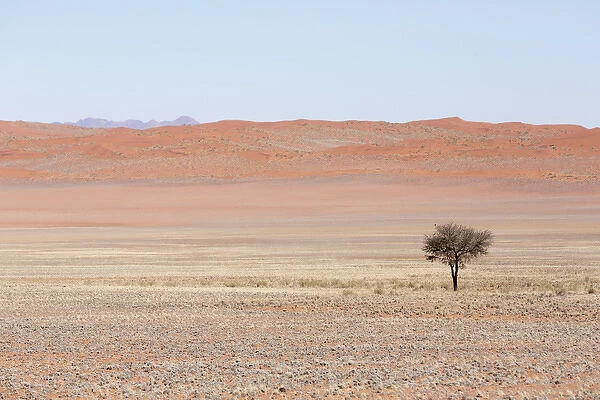 Africa, Namibia, Namib Desert. Lone tree in orange desert landscape