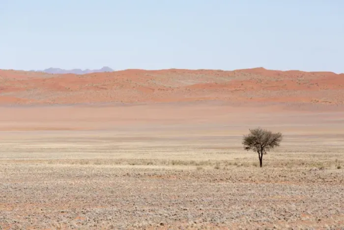 Framed Print : Africa, Namibia, Namib Desert. Lone tree in orange desert landscape Framed Print : Africa, Namibia, Namib Desert. Lone tree in orange desert landscape