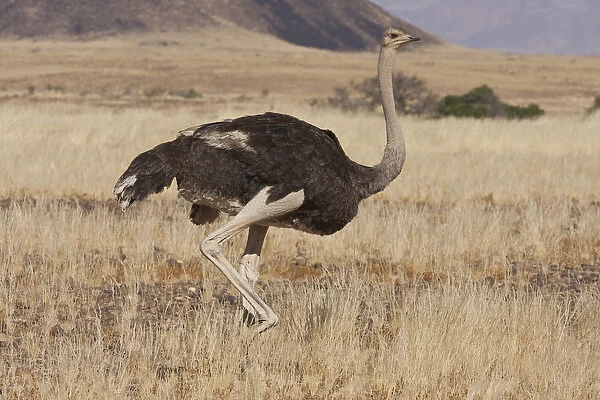 Africa, Namibia, Namib Desert, Namib Naukluft Park. Profile of walking ostrich. Credit as