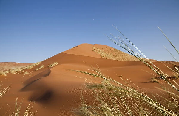 Africa, Namibia, Namib Desert, Namib Naukluft Park. Grasses, dune, and setting moon