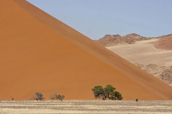 Africa, Namibia, Namib Desert, Namib Naukluft Park. Large dune with trees in front