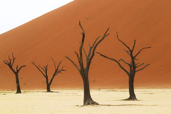 Africa; Namibia; Namib Desert, Namib-Naukluft National Park; Sossusvlei, Dead Vlei