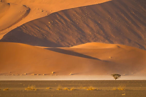 Africa, Namibia, Namib Desert, Namib-Naukluft National Park, Sossusvlei, camel thorn tree