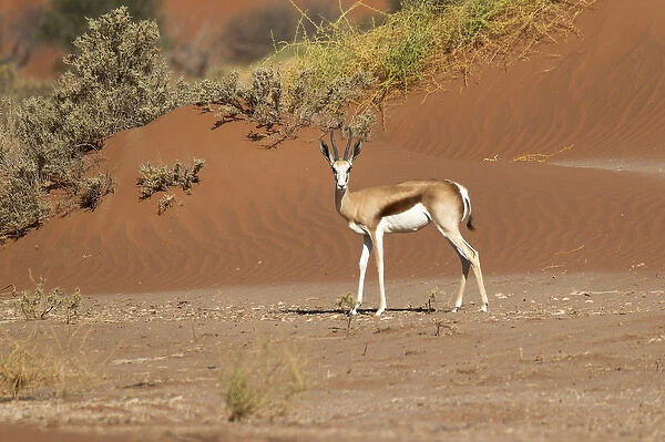 Africa, Namibia, Namib Desert, Namib-Naukluft National Park, Sossusvlei, springbok