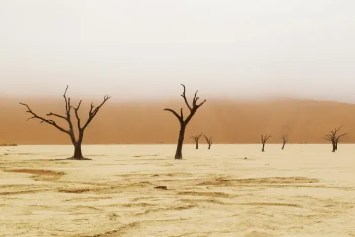 Framed Print : Africa; Namibia; Namib Desert, Namib-Naukluft National Park; Sossusvlei, Dead Vlei Framed Print : Africa; Namibia; Namib Desert, Namib-Naukluft National Park; Sossusvlei, Dead Vlei