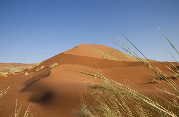 Framed Print : Africa, Namibia, Namib Desert, Namib Naukluft Park. Grasses, dune, and setting moon