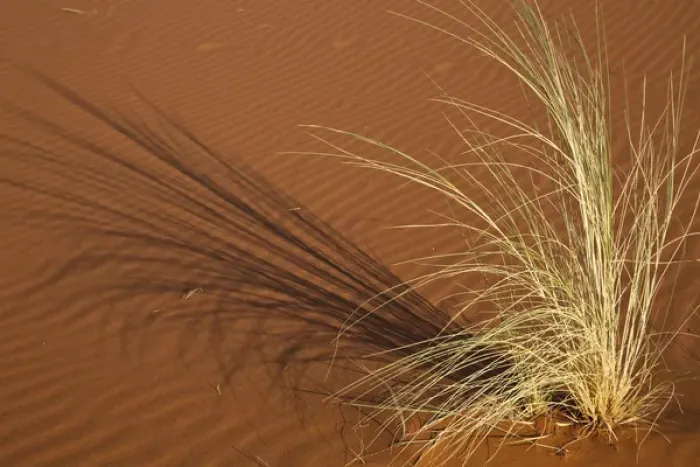Framed Print : Africa, Namibia, Namib Desert, Namib Naukluft Park. Tuft of grass forms shadow on sand