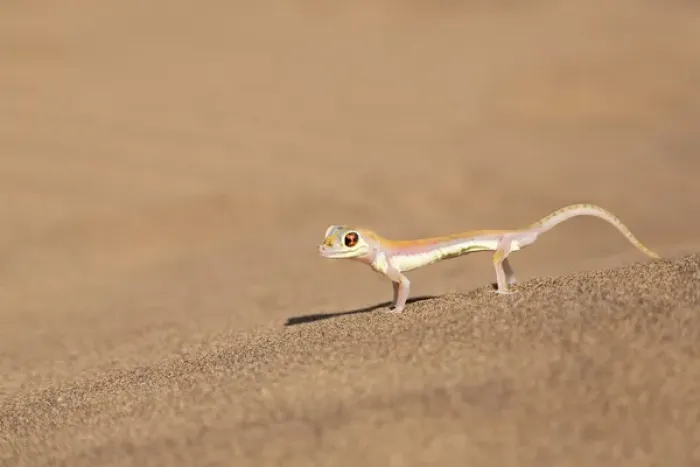 Framed Print : Africa, Namibia, Namib Desert. Palmetto gecko on sand