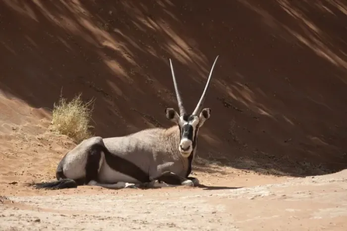Framed Print : Africa, Namibia, Namib Desert, Sossusvlei, Namib-Naukluft Park. Close-up of resting oryx