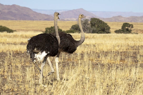 Africa, Namibia, Namib Desert, Sossusvlei, Namib-Naukluft Park. Close-up of an ostrich pair