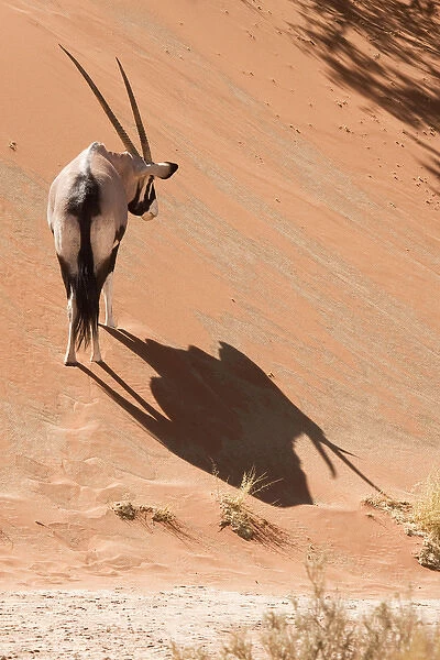 Africa, Namibia, Namib Desert, Sossusvlei, Namib-Naukluft Park. Oryx standing on side of dune
