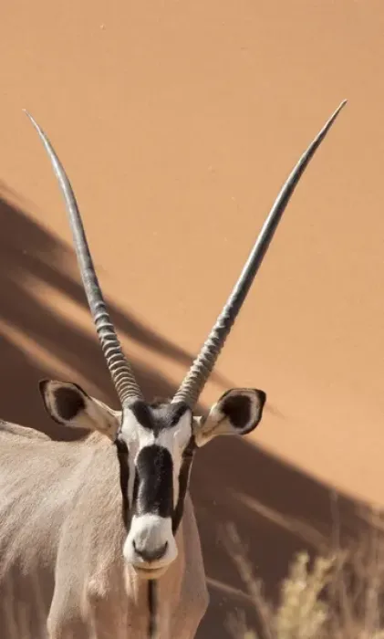 Framed Print : Africa, Namibia, Namib Desert, Sossusvlei, Namib-Naukluft Park. Close-up of oryx Framed Print : Africa, Namibia, Namib Desert, Sossusvlei, Namib-Naukluft Park. Close-up of oryx