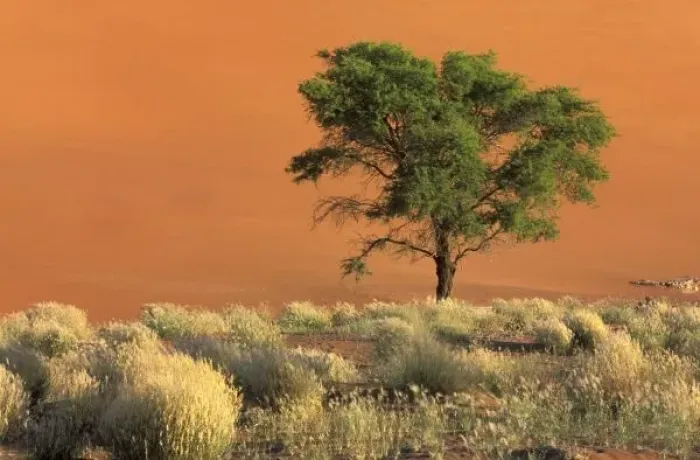 Framed Print : Africa, Namibia, Namib National Park, Sossusvlei Dunes