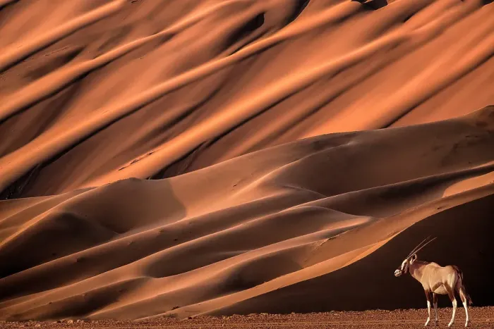 Framed Print : Africa, Namibia, Namib-Naukluft National Park, Sossusvlei. Oryx beside large sand dune. ©Jim Zuckerman / Jaynes Gallery / DanitaDelimont.com Framed Print : Africa, Namibia, Namib-Naukluft National Park, Sossusvlei. Oryx beside large sand dune. ©Jim Zuckerman / Jaynes Gallery / DanitaDelimont.com