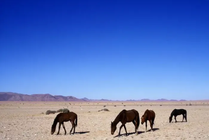 Framed Print : Africa, Namibia, Namib Naukluft National Park, Herd of wild horses (Equus caballus) Framed Print : Africa, Namibia, Namib Naukluft National Park, Herd of wild horses (Equus caballus)