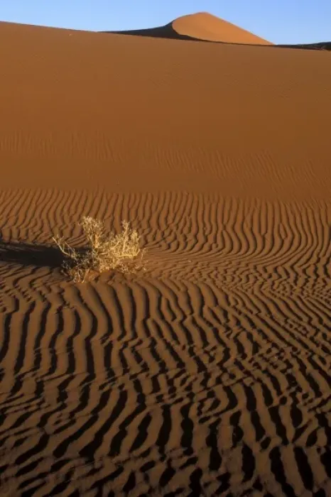 Framed Print : Africa, Namibia, Namib Naukluft National Park, Evening sun lights dead brush on sand Framed Print : Africa, Namibia, Namib Naukluft National Park, Evening sun lights dead brush on sand