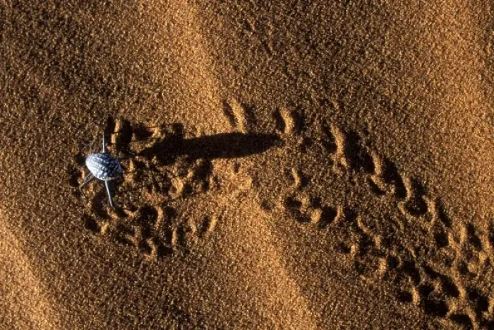 Framed Print : Africa, Namibia, Namib Naukluft National Park, Desert beetle crawls on red sand dune