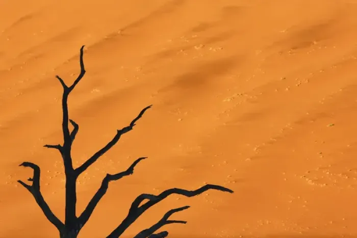 Framed Print : Africa, Namibia, Namib-Naukluft Park, Dead Vlei. Black tree branches against orange sand dune Framed Print : Africa, Namibia, Namib-Naukluft Park, Dead Vlei. Black tree branches against orange sand dune