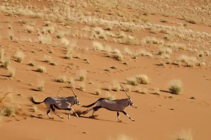 Framed Print : Africa, Namibia, Namib-Naukluft Park, Sossusvlei. Aerial view of frightened running oryx pair Framed Print : Africa, Namibia, Namib-Naukluft Park, Sossusvlei. Aerial view of frightened running oryx pair