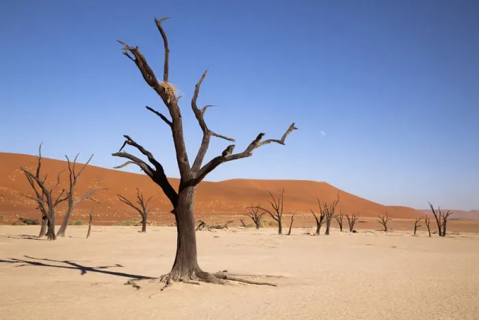 Framed Print : Africa, Namibia, Namib-Naukluft Park, Sossusvlei. Moon and tree with nest at Dead Vlei Framed Print : Africa, Namibia, Namib-Naukluft Park, Sossusvlei. Moon and tree with nest at Dead Vlei