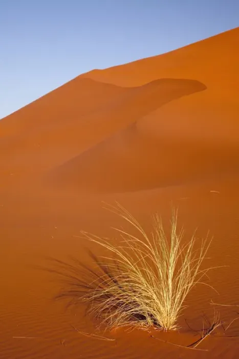 Framed Print : Africa, Namibia, Namib-Naukluft Park, Sossusvlei. Close-up of Bushmans grass Framed Print : Africa, Namibia, Namib-Naukluft Park, Sossusvlei. Close-up of Bushmans grass