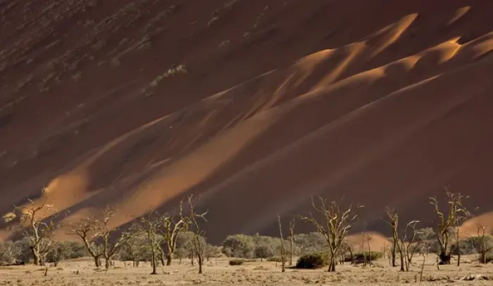 Framed Print : Africa, Namibia, Namib-Naukluft Park. Sand dunes and skeleton trees