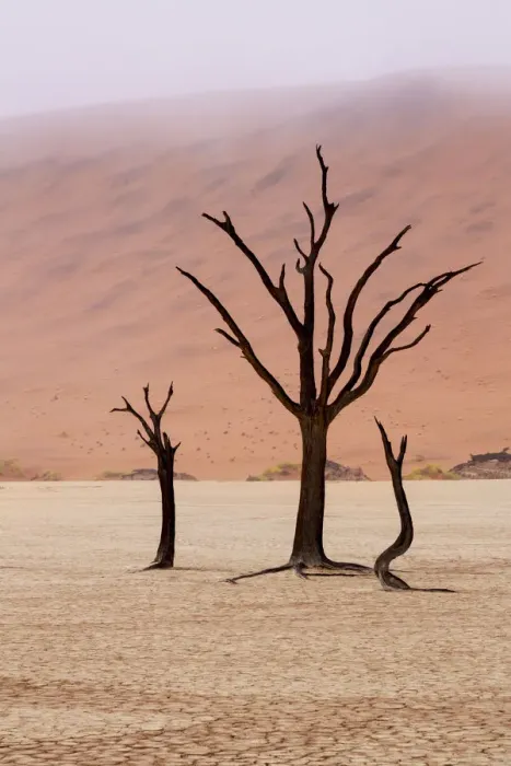 Framed Print : Africa, Namibia, Namib-Naukluft Park, Deadvlei. Unusual rainy weather conditions in early morning